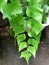 Closeup view of Adiantum trapeziforme, theÂ giant maidenhairÂ orÂ diamond maidenhair